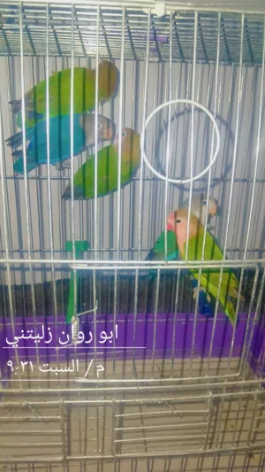 الله يبارك خامس كوبيه بركديلو محلي مصوقره  عين زراة في خدمه توصيل