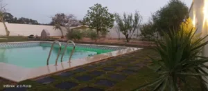 محمد 
