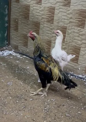 دجاج باكستاني