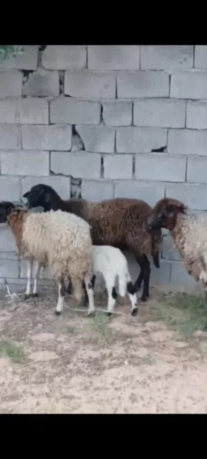 بيع اغنام ليبيا طرابلس