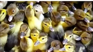 Chickens3