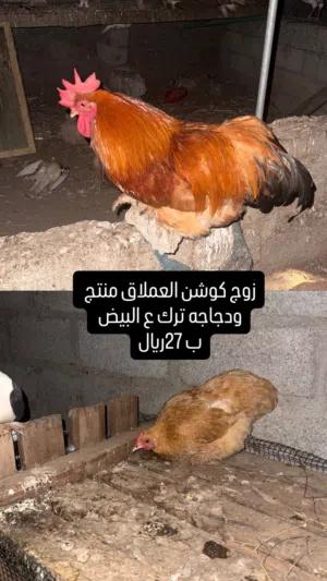 دجاج كوشن العملاق
