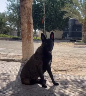كلب للبيع الاسم دامار