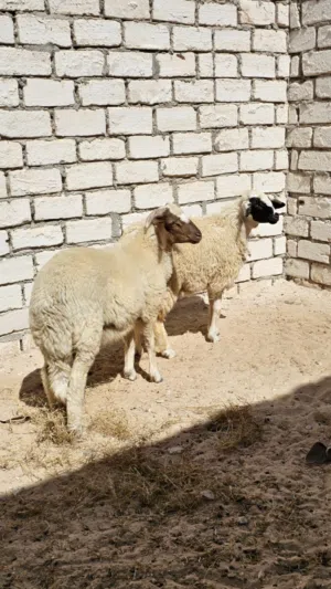 خروف و فطيمة