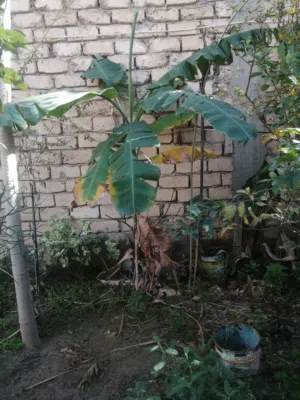 شجره موز للبيع