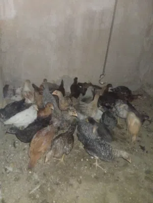 دجاج للبيع بلدي و فيومي