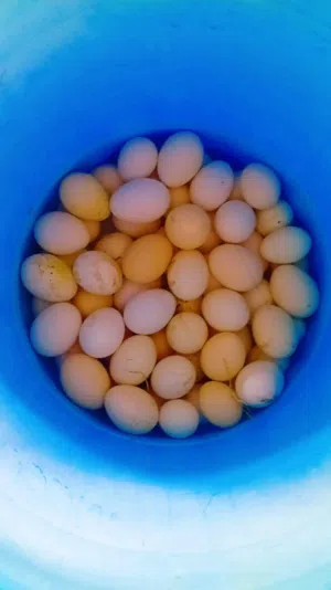 بيض دجاج عماني