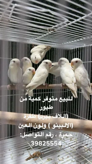 طيور لاف بيرد البينو