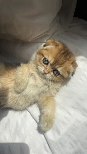 Kitten british short hair