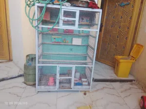 فقص البيع   بي مجال ويا بيوت طيور حب 7بيوت سعرهن بيوت طيور