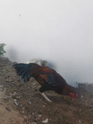 ديك باكستاني للبيع بــ 20ریال