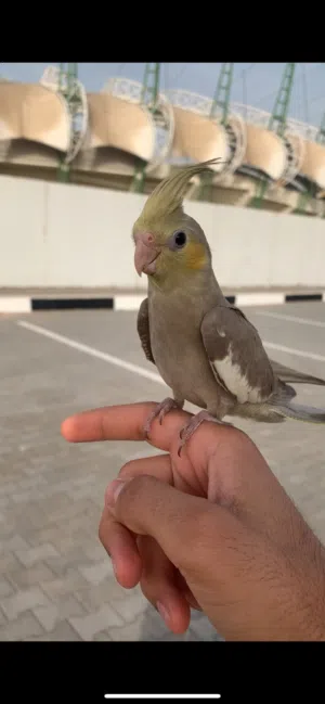 اقرة الوصف