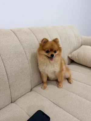 Pomeranian