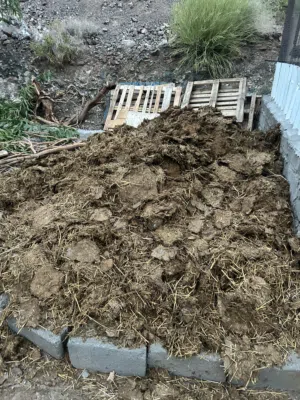 سماد بقر صافي