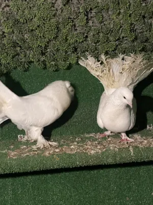 جوز شغال للبيع