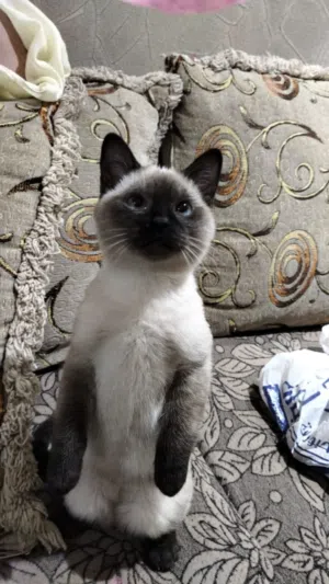 قطط سيامي بيور