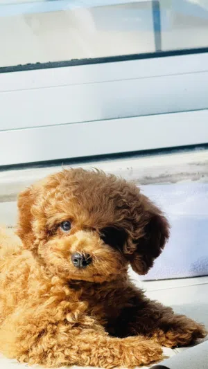 Teacup poodle  1800 kg Brown color