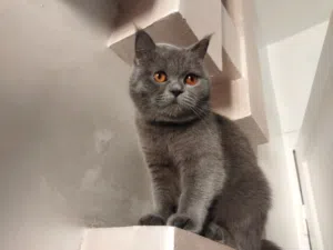 British cat 