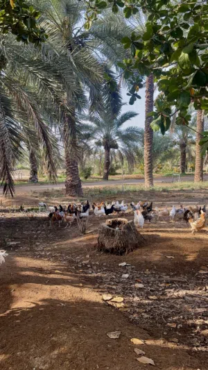 دجاج عماني