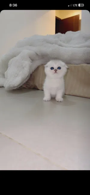 سيلفر سكوتش كتن/ silver Scottish kitten