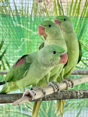 متوه نوع نيبالي أليفات