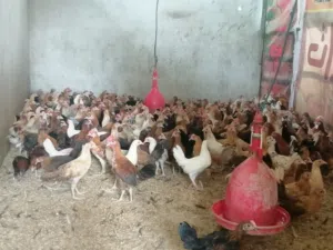 متوفر دجاج أحجام ممتازه أقر الوصف