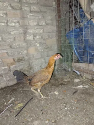 متاح دجاجات 2 وديج شمسي خط اول