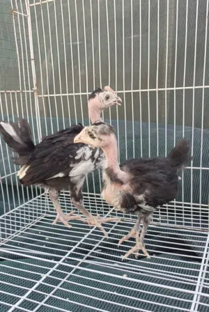 افراخ ابو ركيبه العمر شهر صحه فول