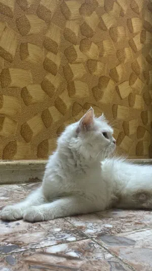 5قطط شيرازيات وصف مهم