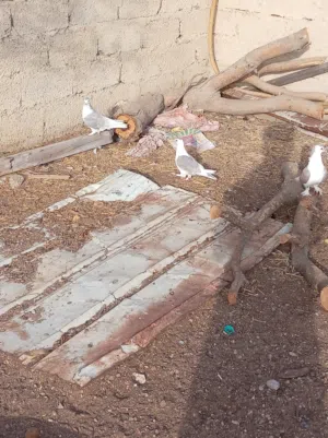 اقرأ الوصف مهم جدا