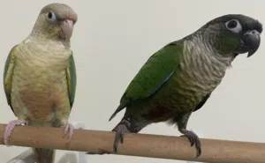 Breeding Pair Green Cheek Conures