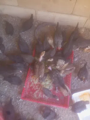 افراخ للبيع عمر شهرين ونص الزوج ب7 وكتاكيت عمر عشرين يوم أبو ركيبه الزوج ب3ونص والعاديات الزوج ب3