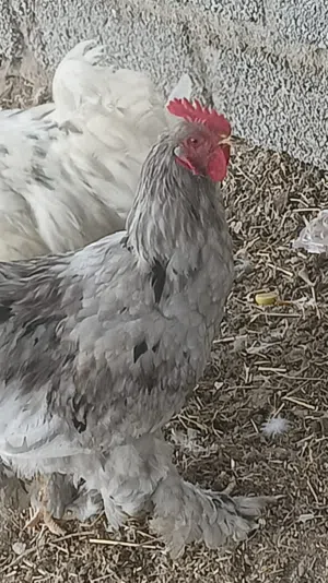 دياكة 2 ابراهاما للبيع