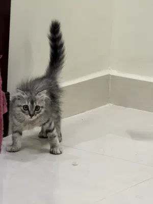 قطة صغيرة مكس