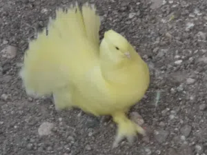 حمام شمسي بيور للبيع