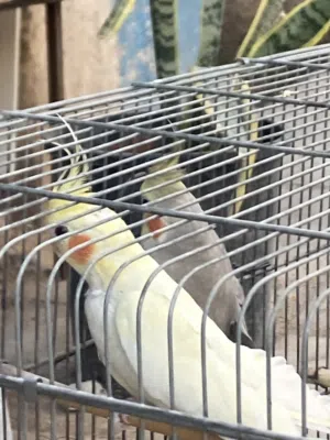 جوزين كوكتيل بالصلاة على محمد جوز اليزابيل منتج  وجوز لاتينو عين حمرا الدكر سكني