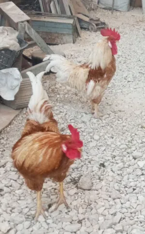 ديوك ما بعرف شو نوعه عدد اثنين  فخم ديوك فخمات وشغلات