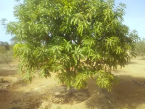 للبيع خمسة  فدان مانجو  في السويس