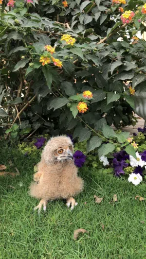 فروخ بومة owl