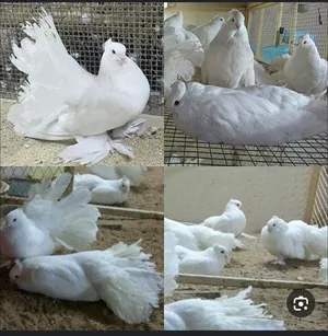‏حمام‏3