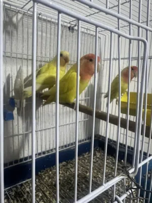 2كوبيات بركاديلو مشاءالله
