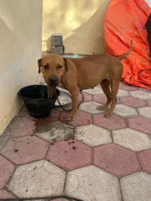 كلبة طيبة تحب اللعب