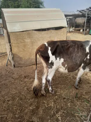 بقره ضفاريه