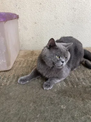 قط بريتيش شورت هير ذكر British shorthair male