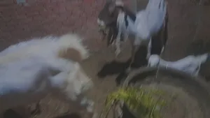 ‏ماعز‏2
