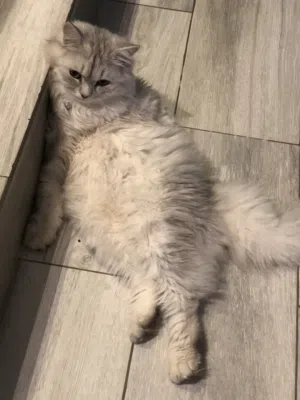 قطه شيرازيه للبيع