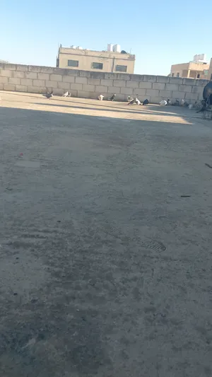 Chickens4