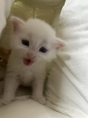 قط مولود جديد ابيض