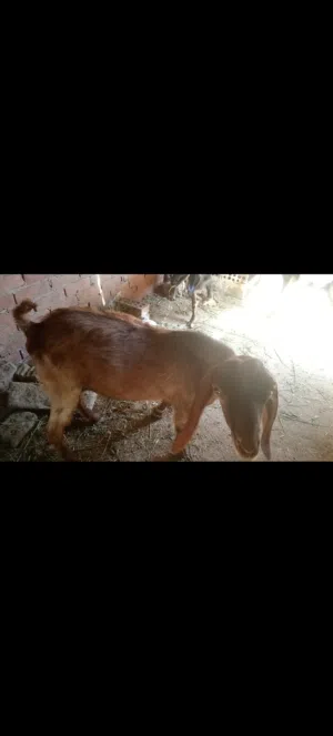ماعز للبيع قطيع مكون من ذكر وثلاث ايناث الجدي خليط. شامي ونتاية خليط بلدي و2 بلدي فيهم لحم وفيهم قني