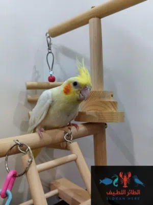 طيور كروان اليفه مناسبة للأطفال